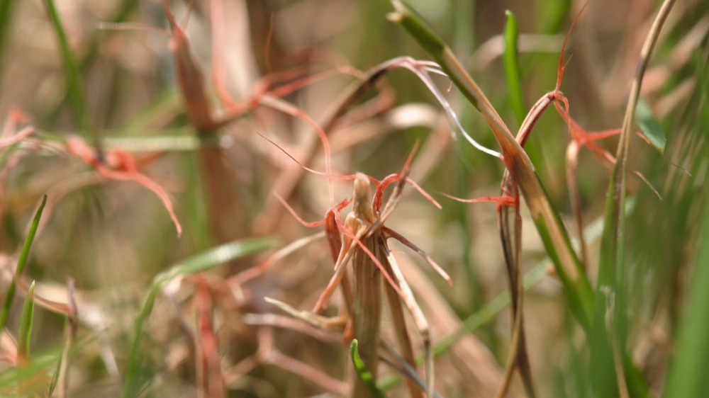 rooddraad schimmel gazon