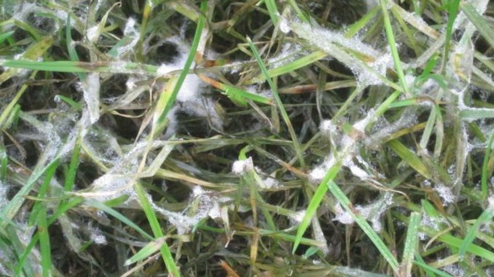 sneeuwschimmel grasziekte gazon