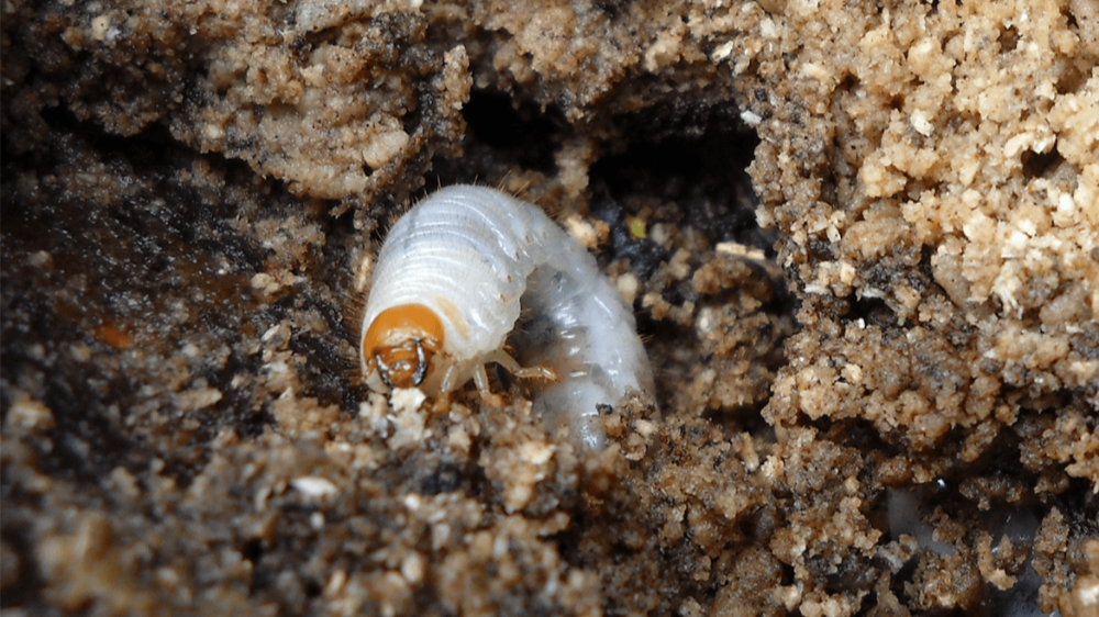 engerlingen gazonziektes plagen