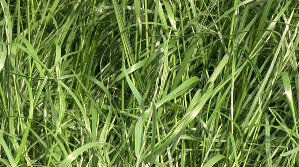 engels raaigras graszaden