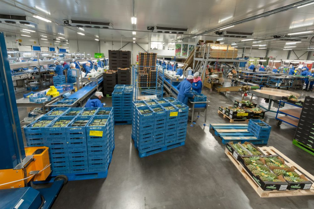 In de nabije toekomst wil Special Fruit de automatisering in de hele keten opkrikken