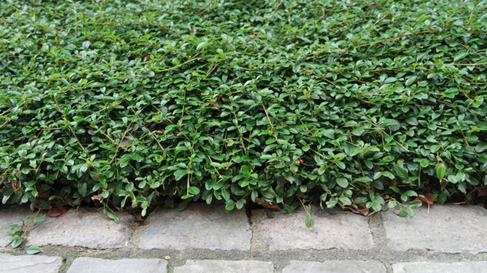 bodembedekker prevenir mauvauses hrbes