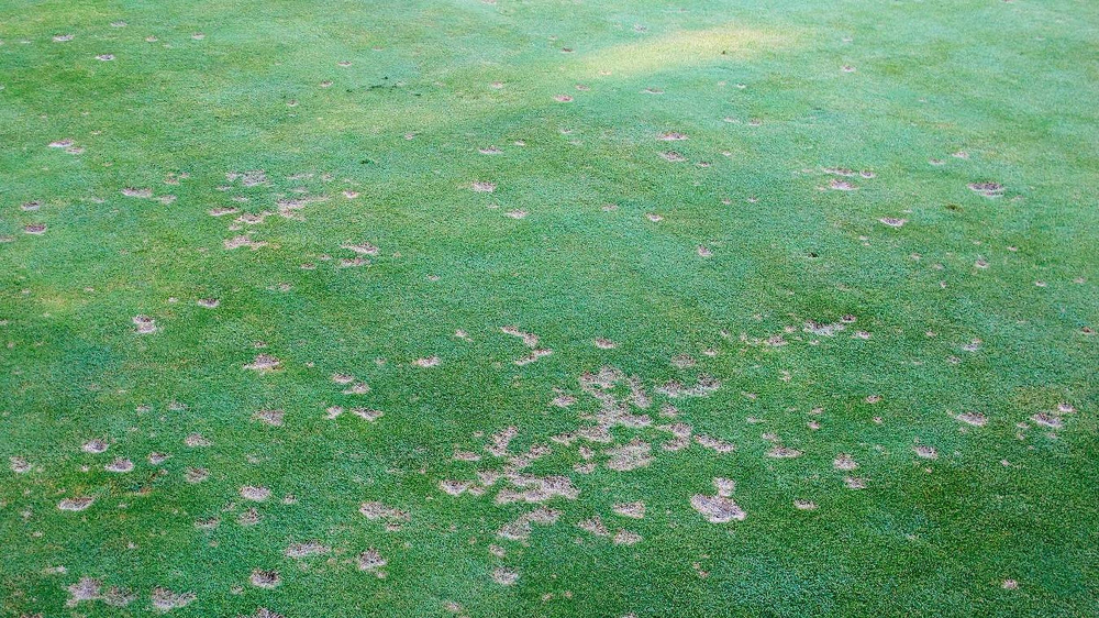 dollarspot gazonziekte grasmat