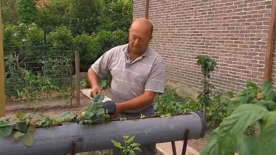 kweekwijze aarbeien