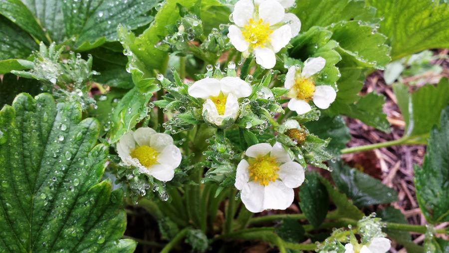 aardbeiplant