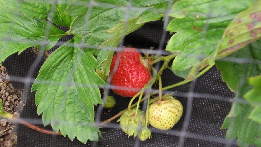 aardbeien