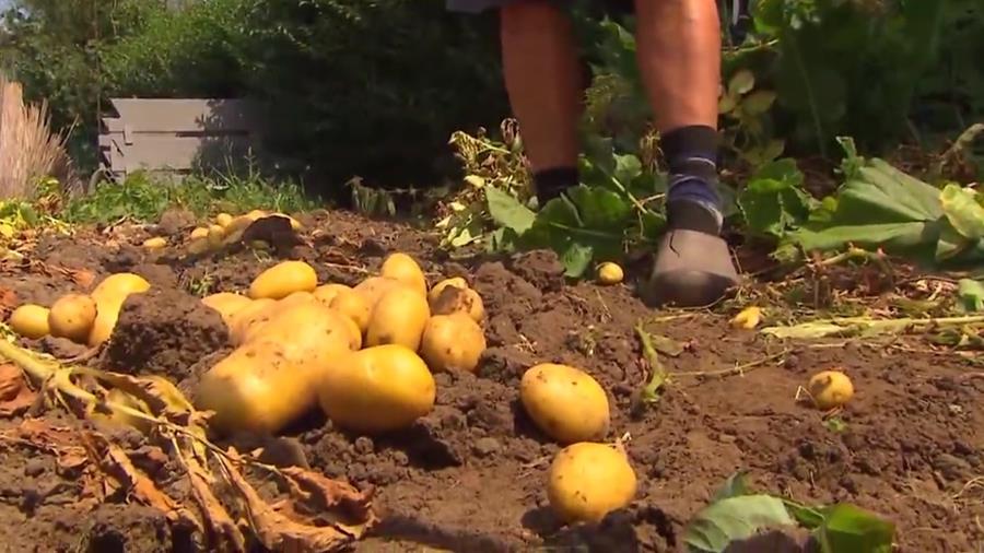 aardappelen