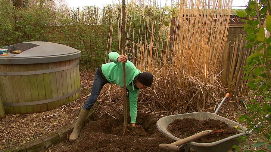 Hoe plant je een boom? Dobbit