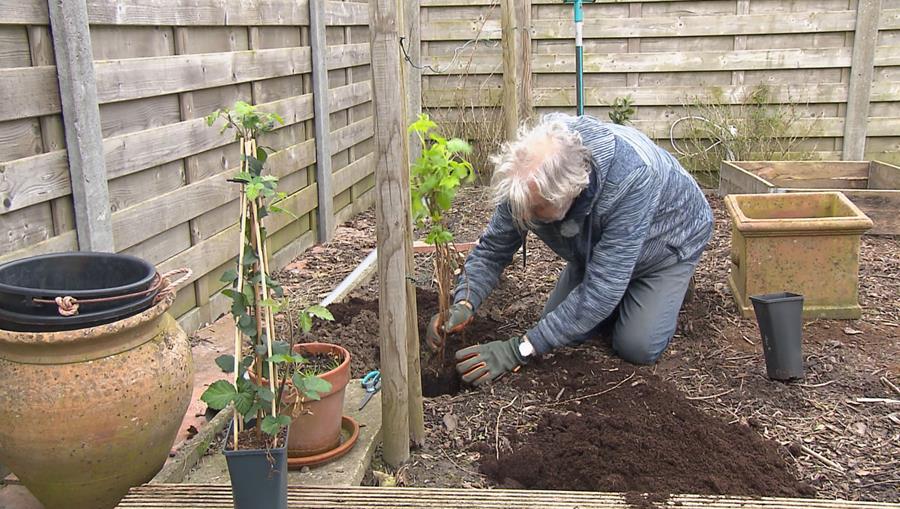 planten frambozen gardena