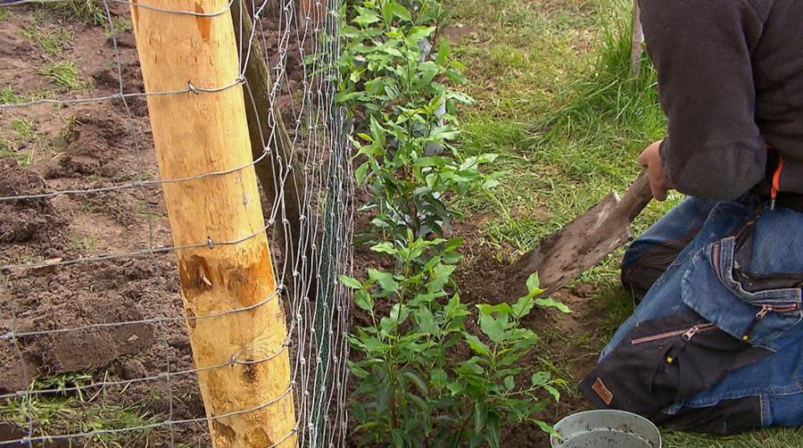 haagplanten aanplanten