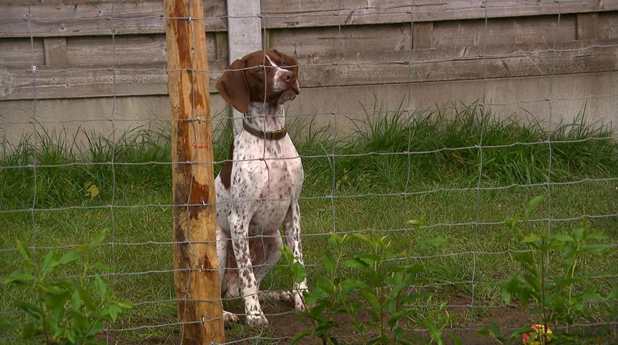 maurice in de rende